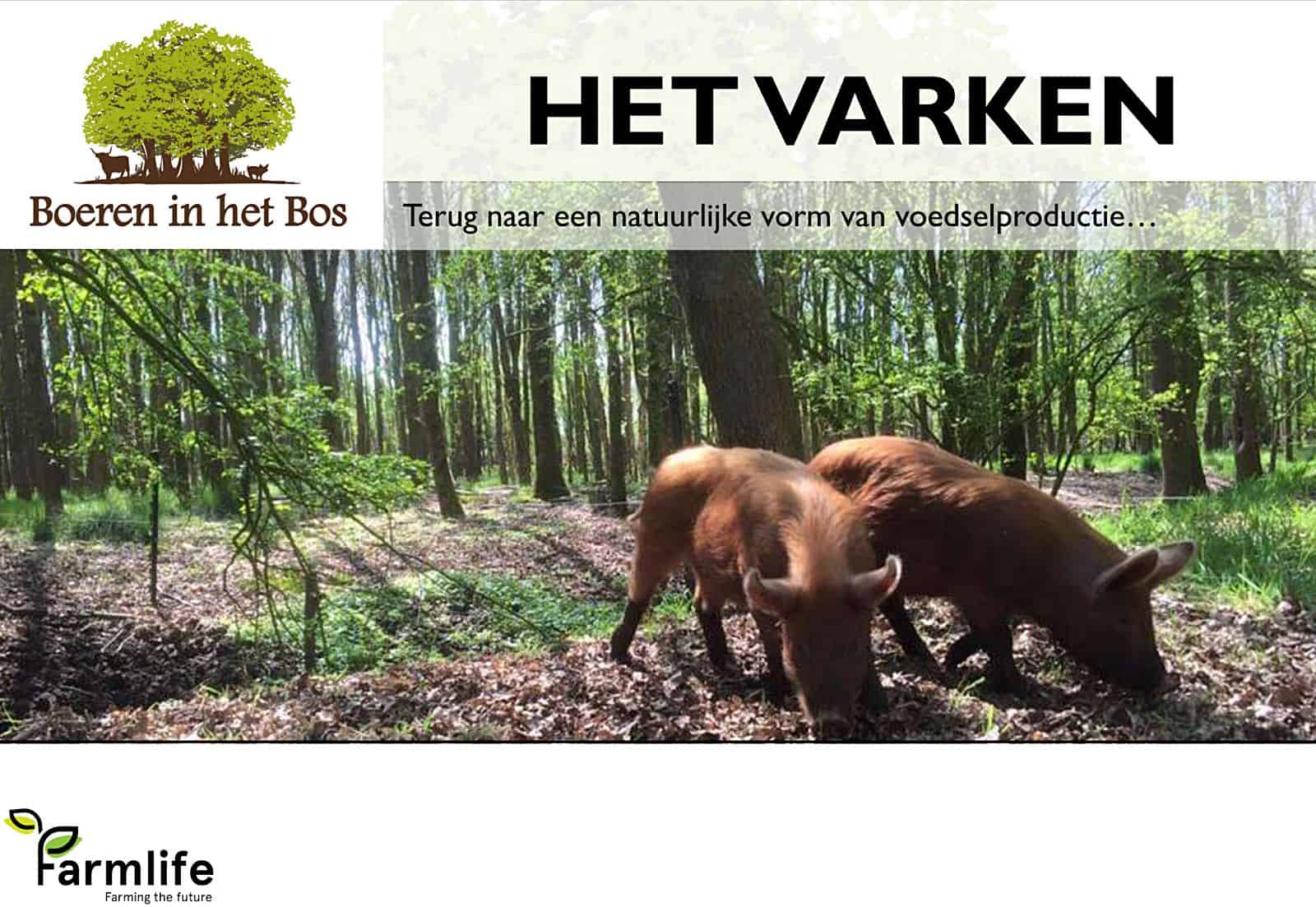 Titelblad presentatie: het varken