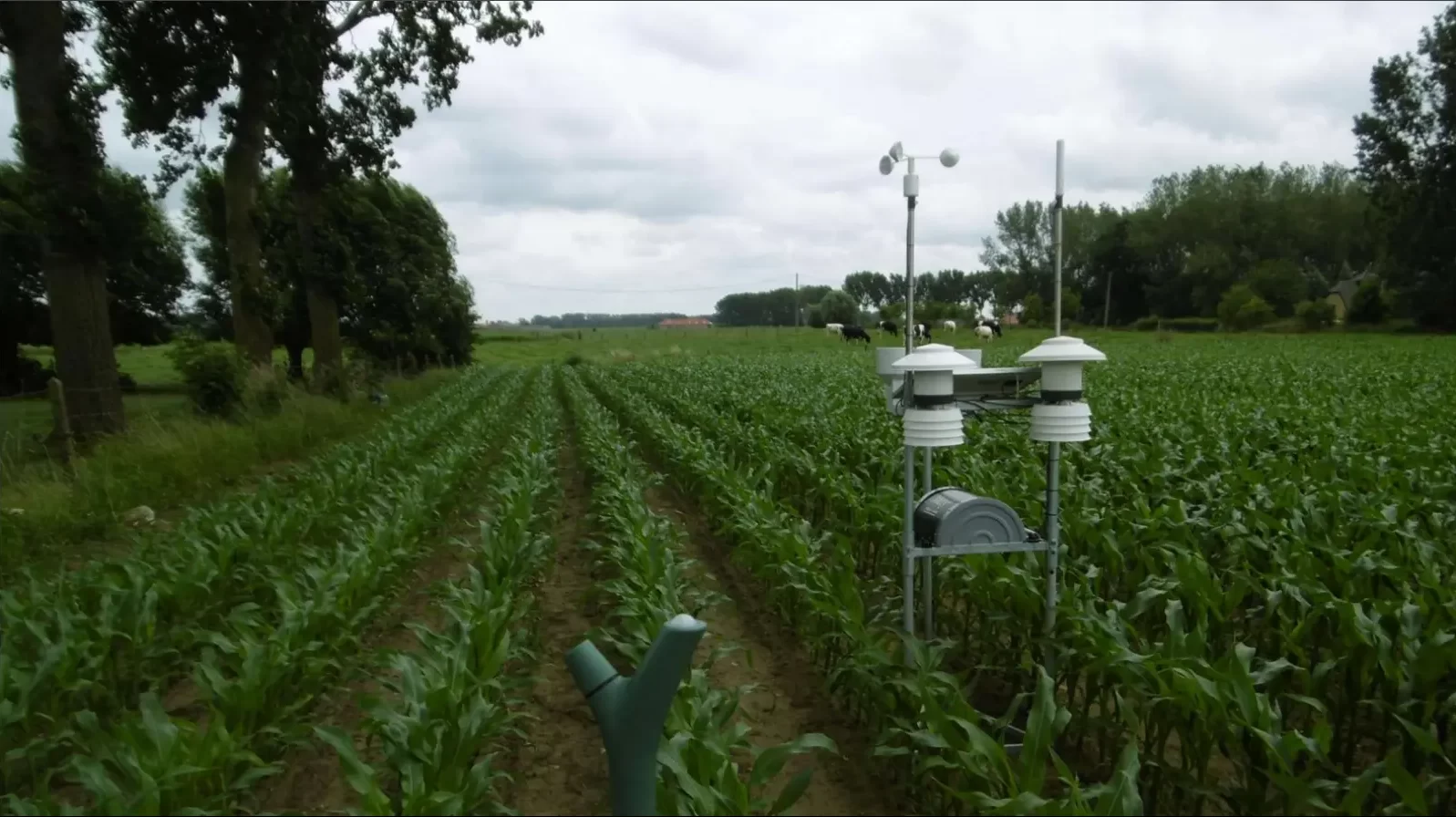 Effect van agroforestry op de waterhuishouding