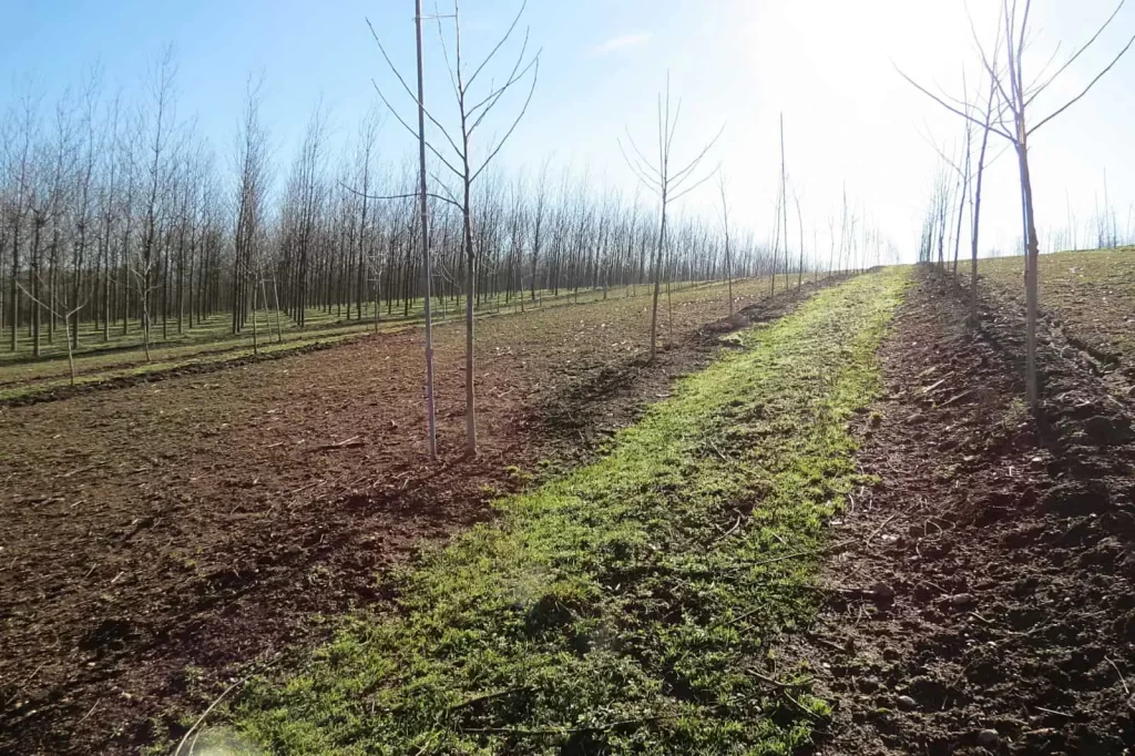 agroforestry perceel