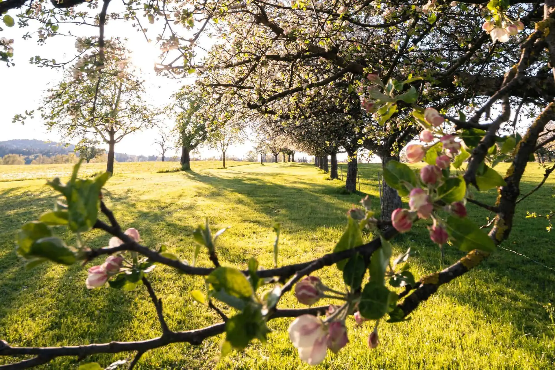 appelboom bloesem in boomgaard