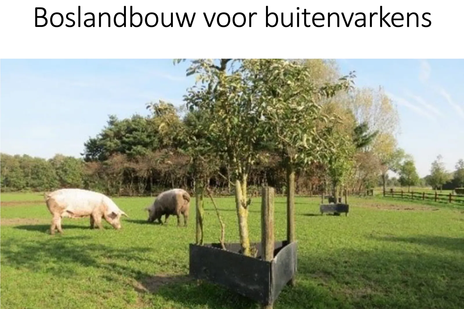 titelblad: boslandbouw voor buitenvarkens