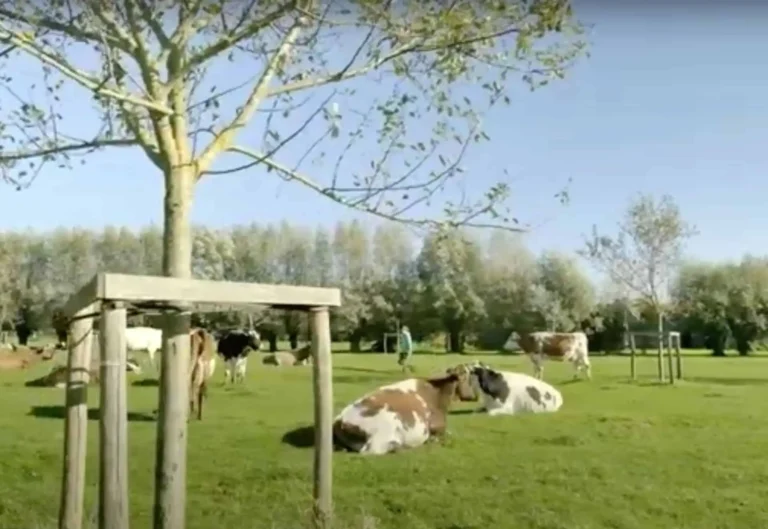 Melkvee in de fruitboomgaard