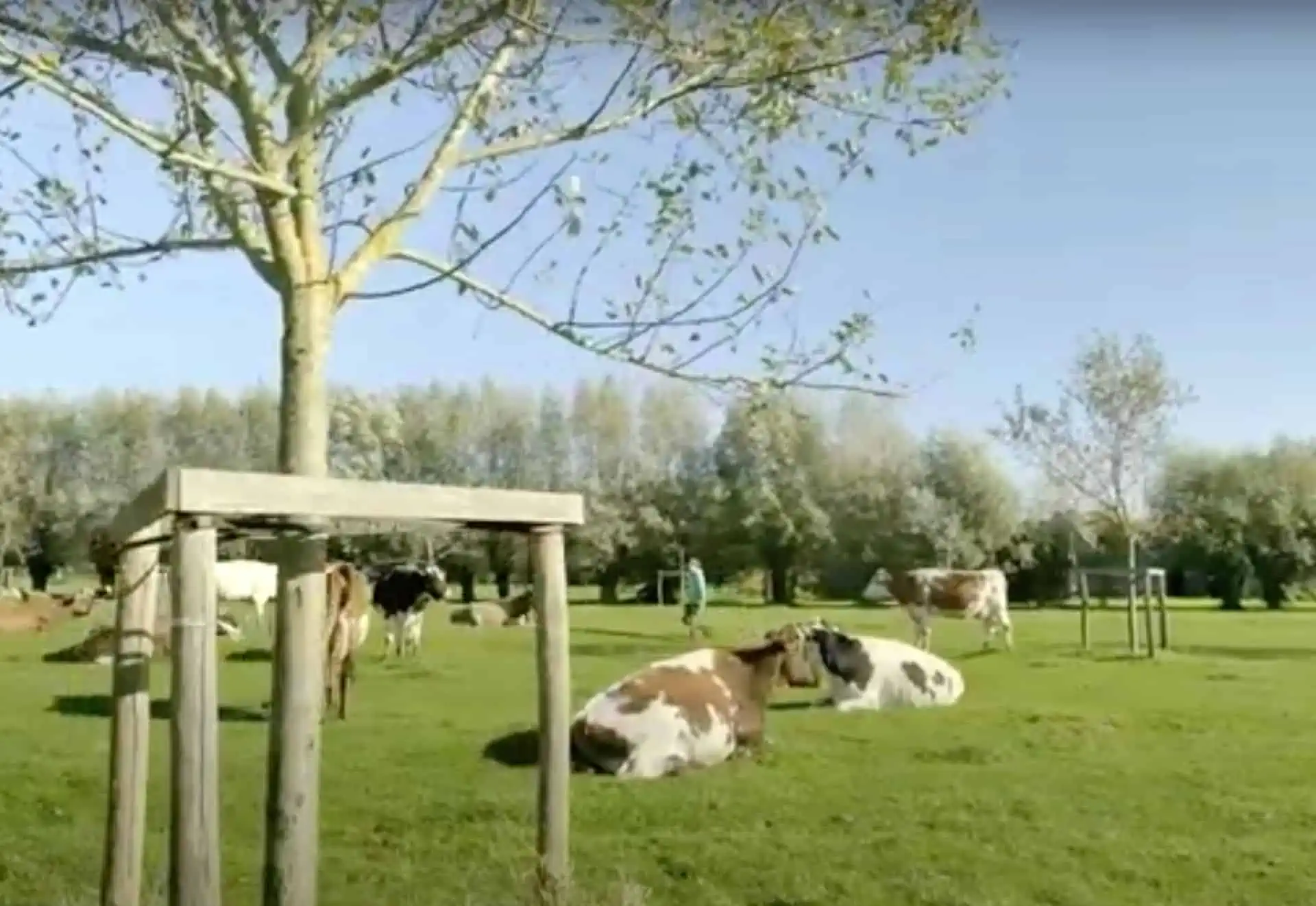 Melkvee in de fruitboomgaard