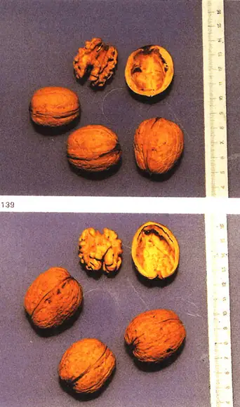 rassenlijst walnoten