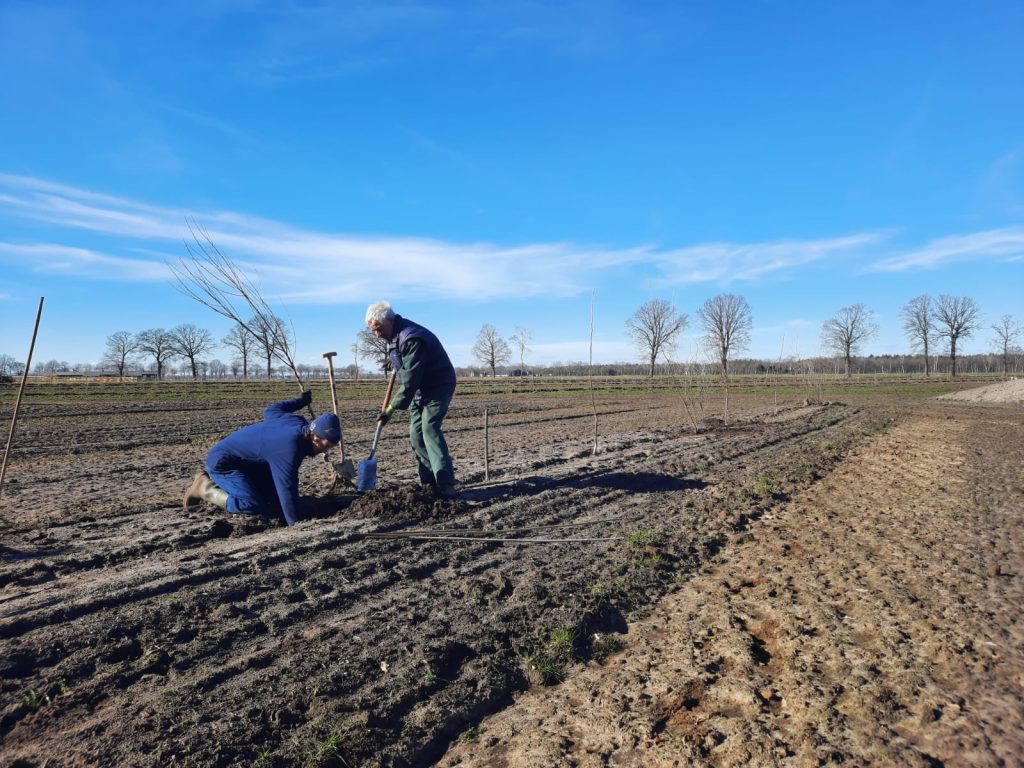 Boomplant activiteit op een nieuw agroforestry plot