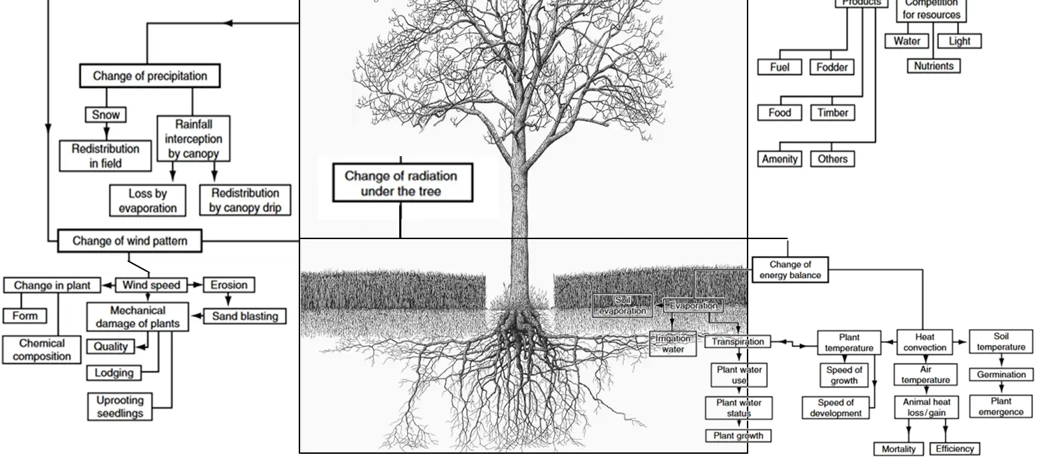 Schema van Agroforestry en impact op ecosysteemdiensten