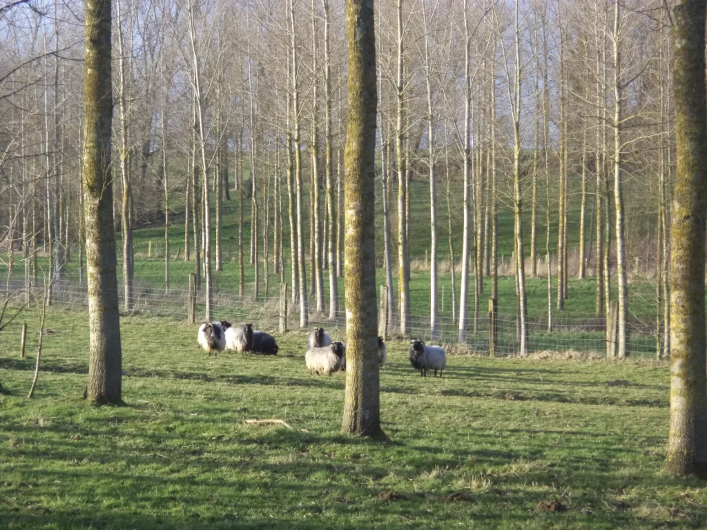 Sheep on an agroforestry plot.