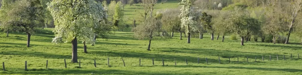 boomgaard in bloei