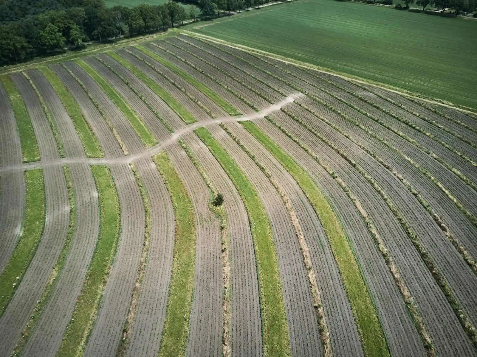 Agroforestry perceel