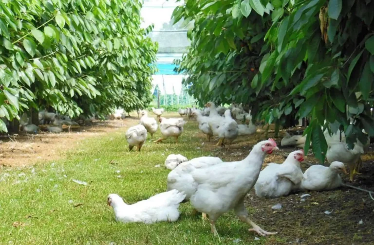 Vrije uitloop kippen in agroforestry perceel