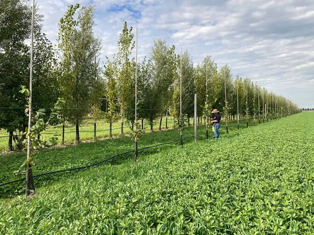 Akker met agroforestry rijenteelt