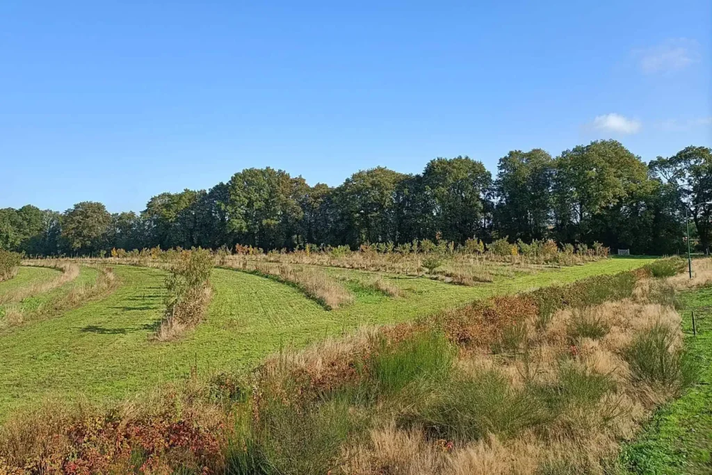 Agroforestry perceel met jonge bomen