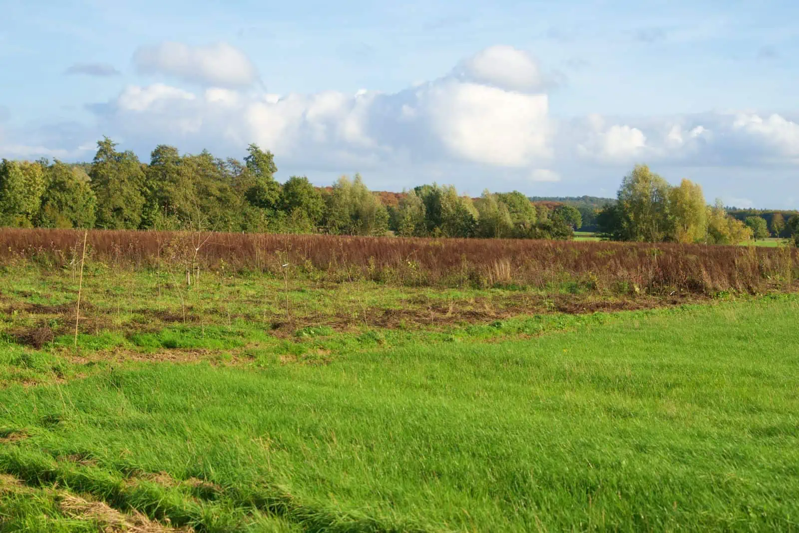 Perceel met aanleg van Voedselbossen