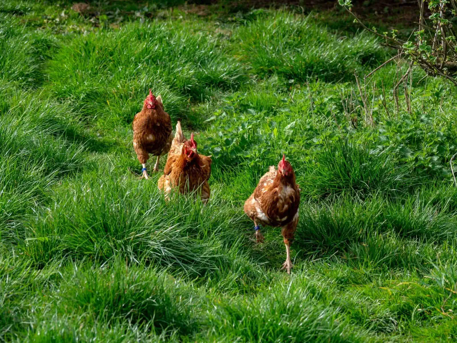 Dubbeldoel Gebruik Kippenuitlopen