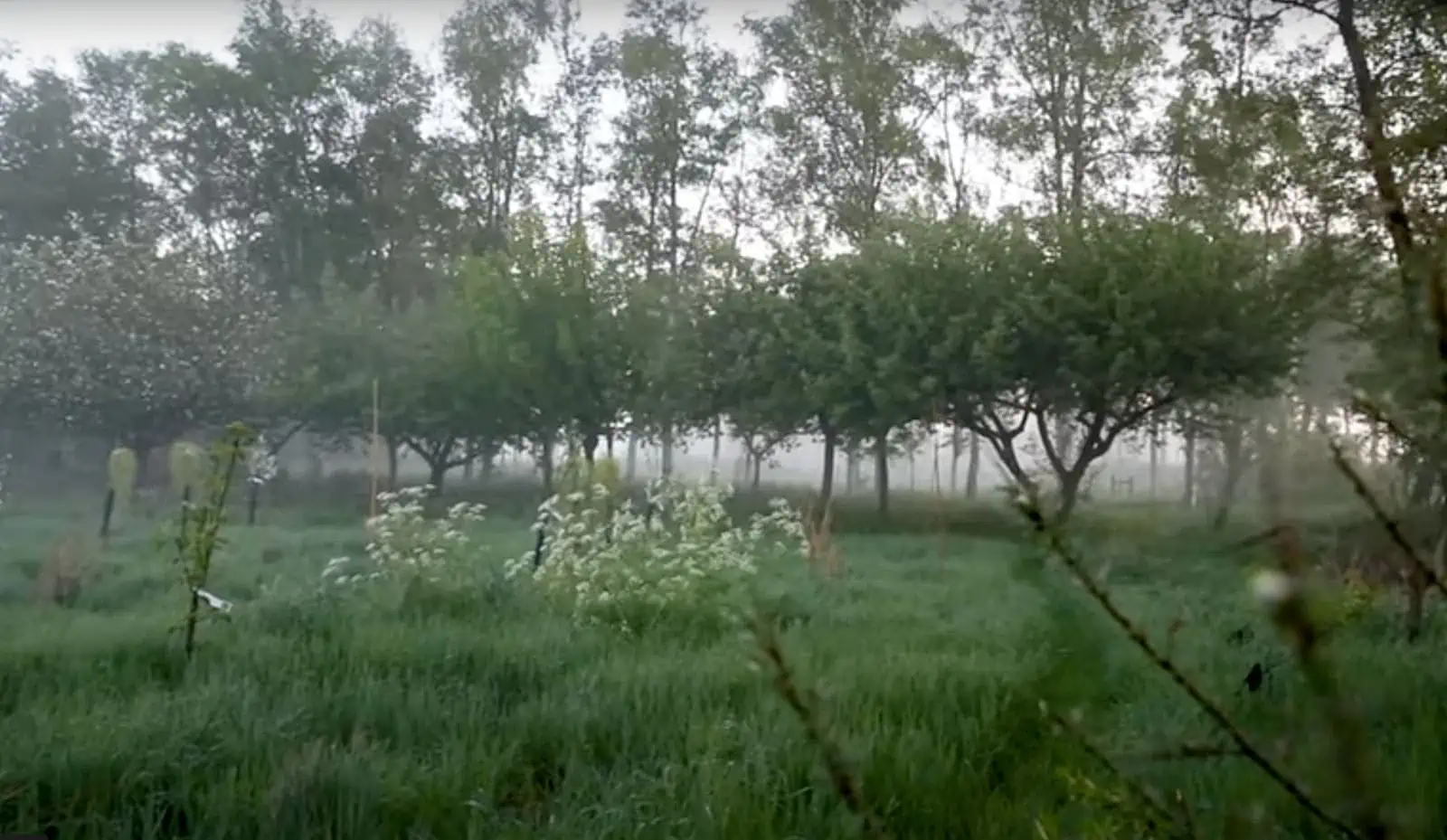 Agroforestry perceel met fruitbomen