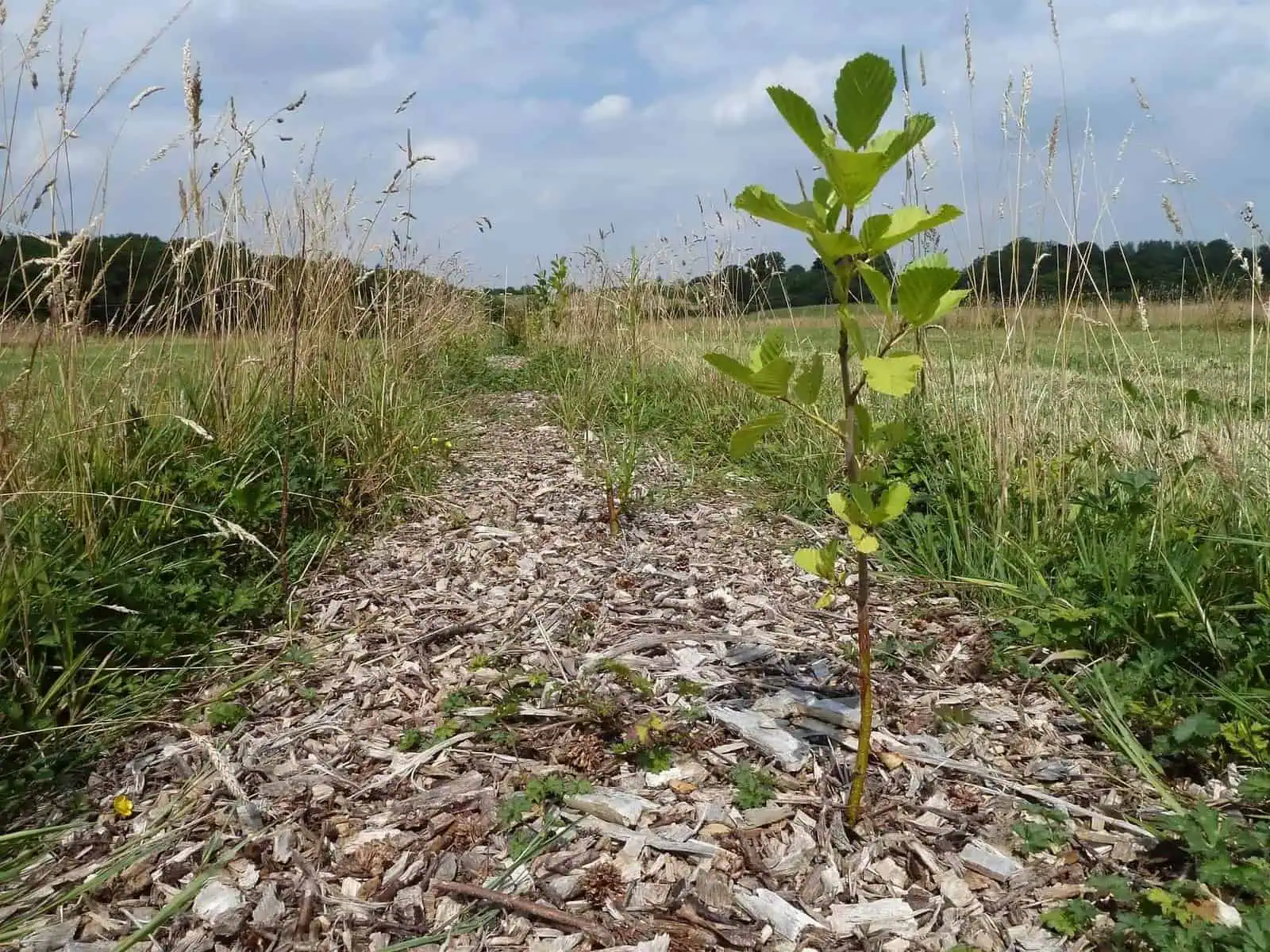 Agroforestry perceel