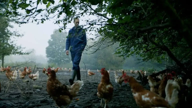 Bomen In De Uitloop Van Kippen