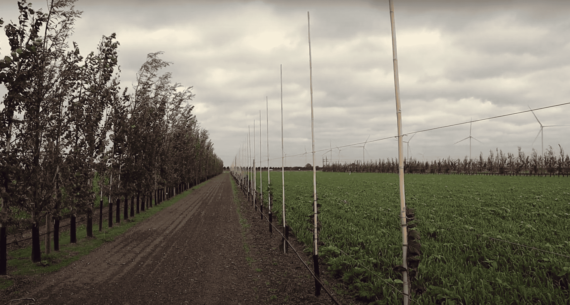 Het combineren van verschillende soorten en rassen in Agroforestry in de akkerbouw