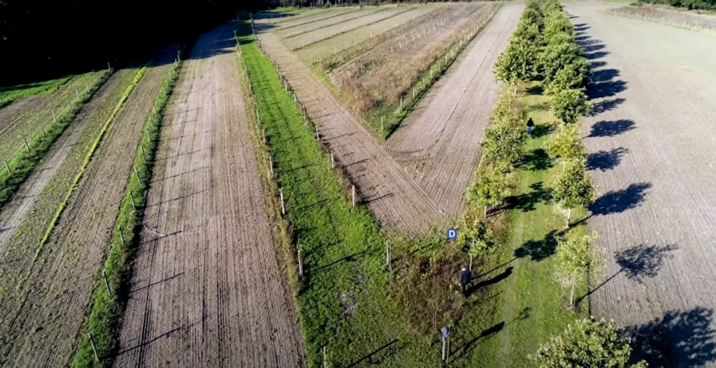 Agroforestry system with walnuts, hazelnuts and chestnuts