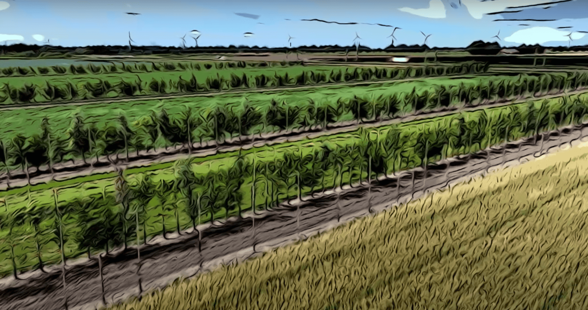 Agroforestry in de akkerbouw