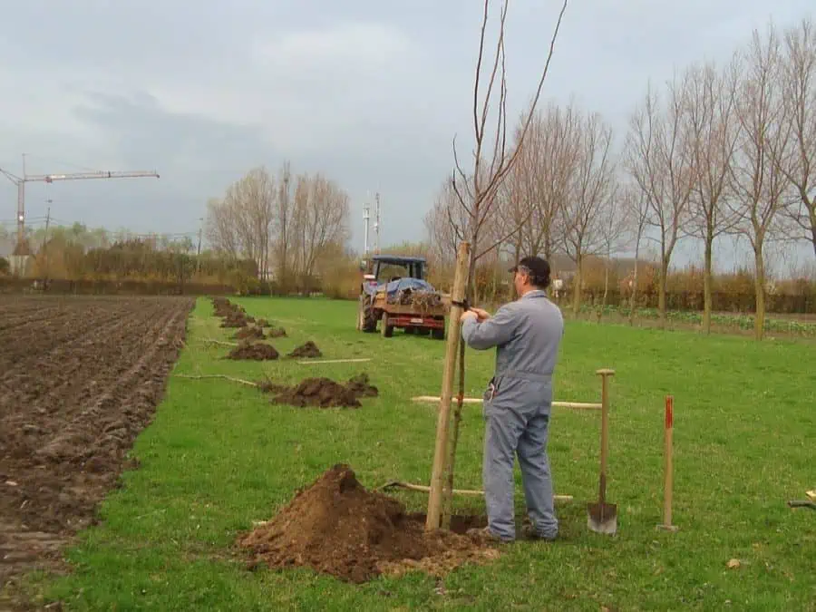 a farmer busy with the management of trees