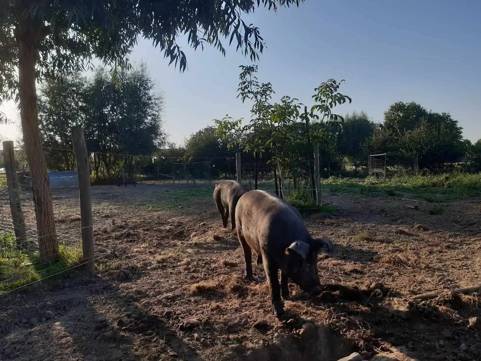 Varkens buiten houden - Regelgeving