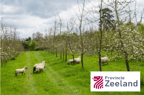 Agroforestry systeem met schapen en bomenrijen