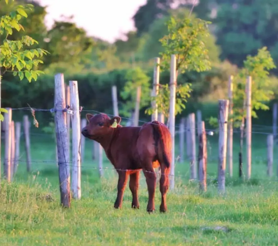 boomgaardbegrazing