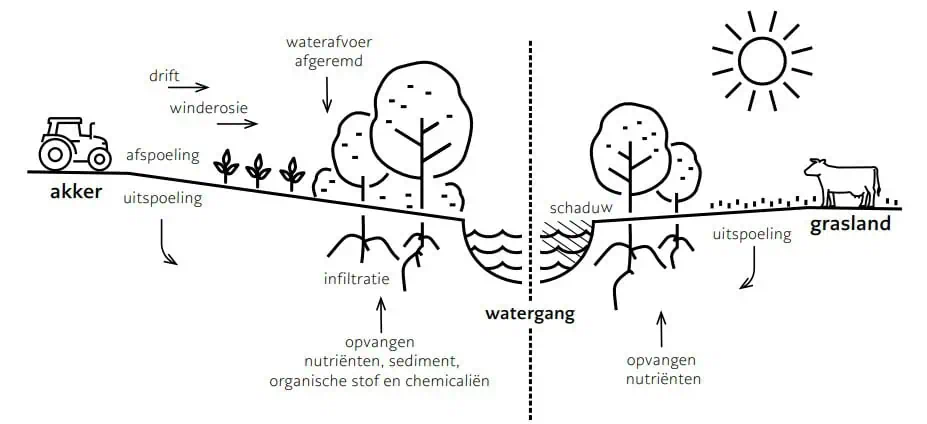 houtige oeverbuffers: invloeden van akkerbouw en grasland op watergangen en de effecten van houtigen langs watergangen