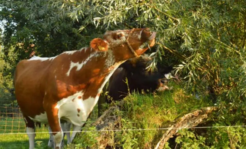 koe eet van voederboom