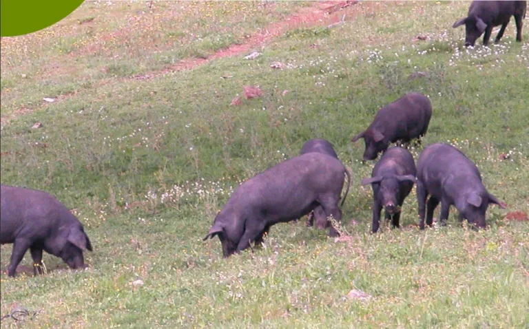 walnoten vleesvarkens