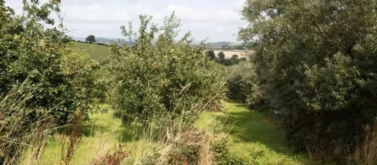 Agroforestry voucher Cambium