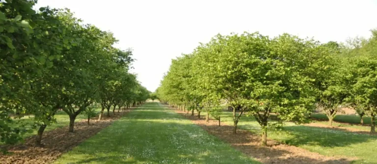 GLB Agroforestry N Brabant