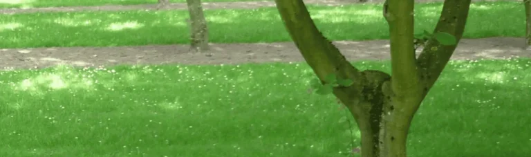 bodemgeschiktheid hazelaar