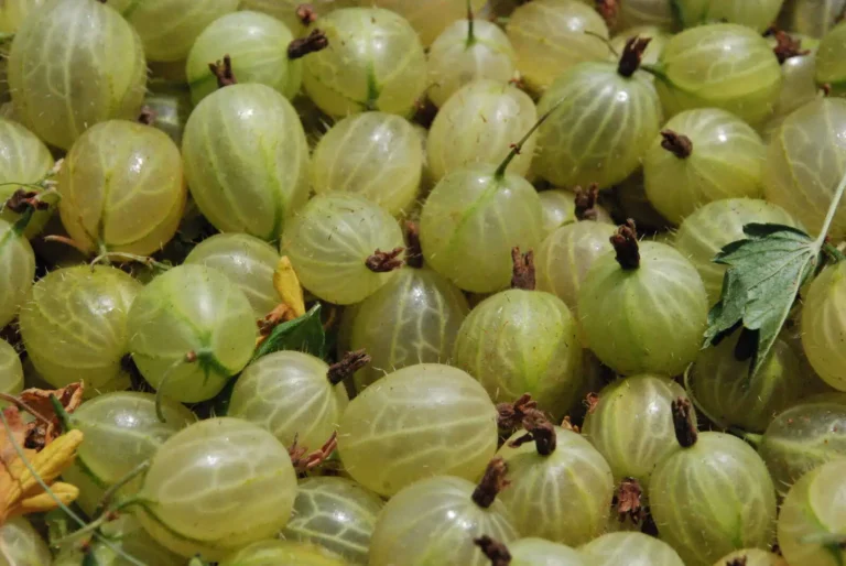 coverfoto wet- en regelgeving verwerking