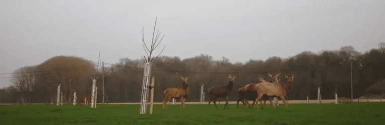 Agroforestry in Vlaanderen - pioniers vertellen