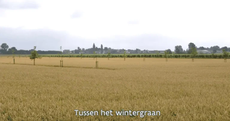 Bomen op akkers
