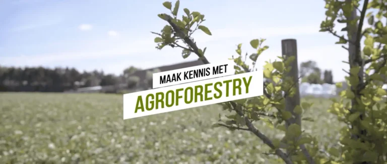 Agroforestry en buitenvarkens