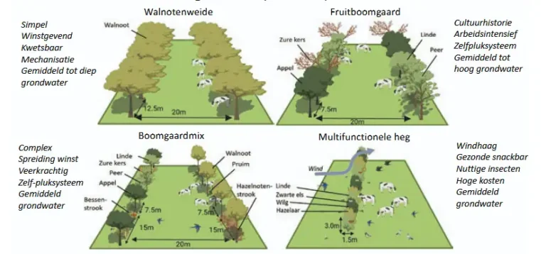 Agroforestry in weilanden - 4 scenarios