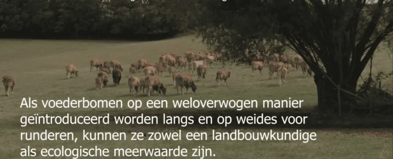 Voederbomen voor runderen
