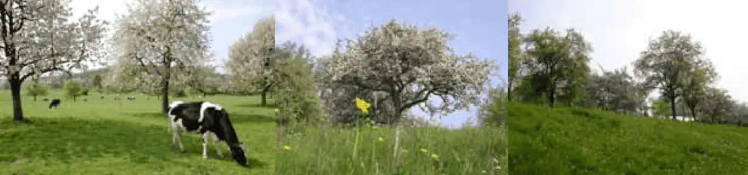 Hoogstamfruit leren beheren
