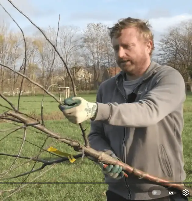 Aanplant en terreinvoorbereiding agroforestry
