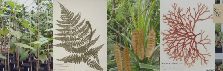 Botanische collectie