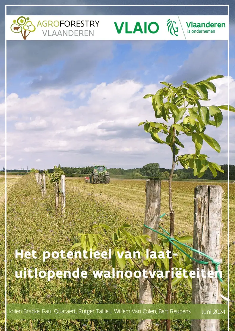 Laat uitlopende walnootrassen