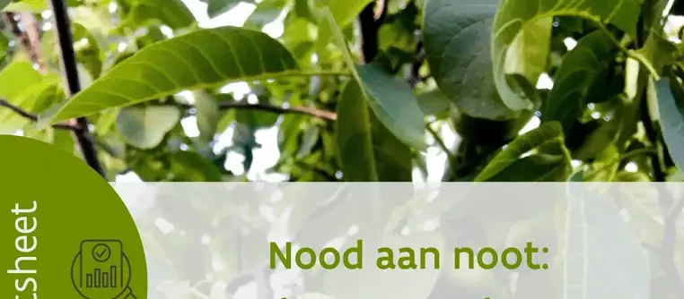 Nood aan noot