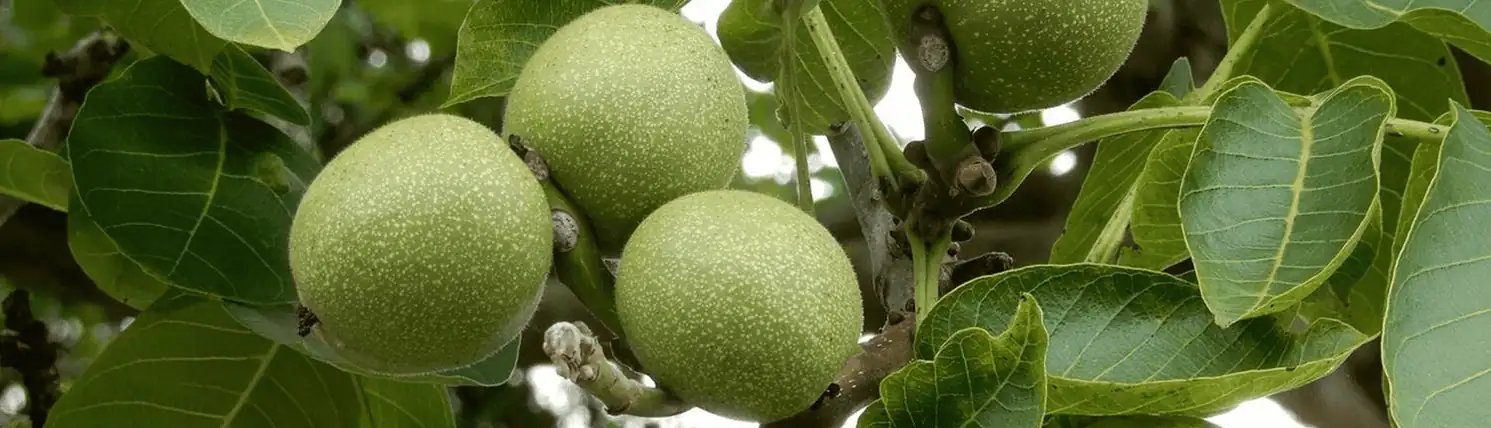 factsheets nieuwe boomsoorten