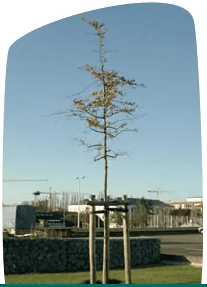 plantgoed hoogstam