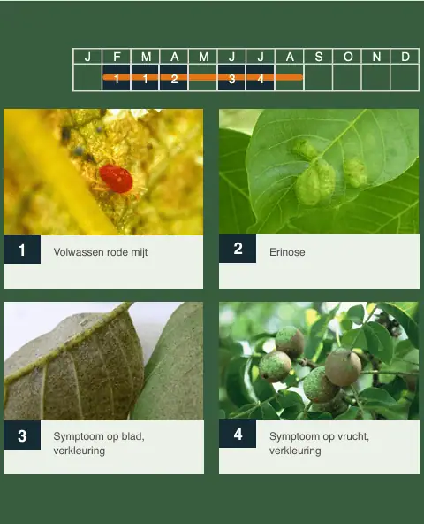 Ziekten en plagen bij walnoot
