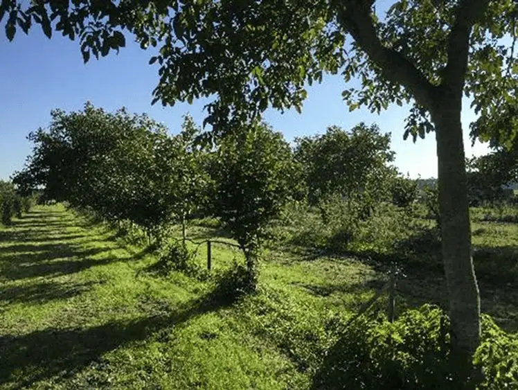 CO2-vastlegging Agroforestry Brabant
