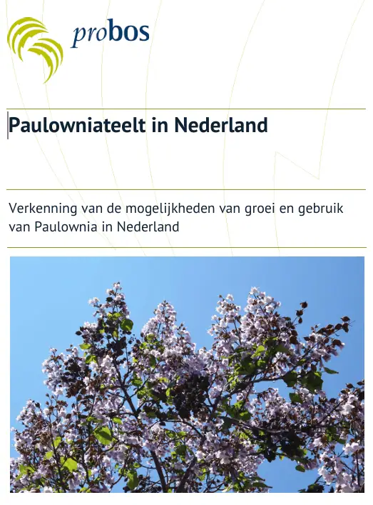 Paulownia in Nederland